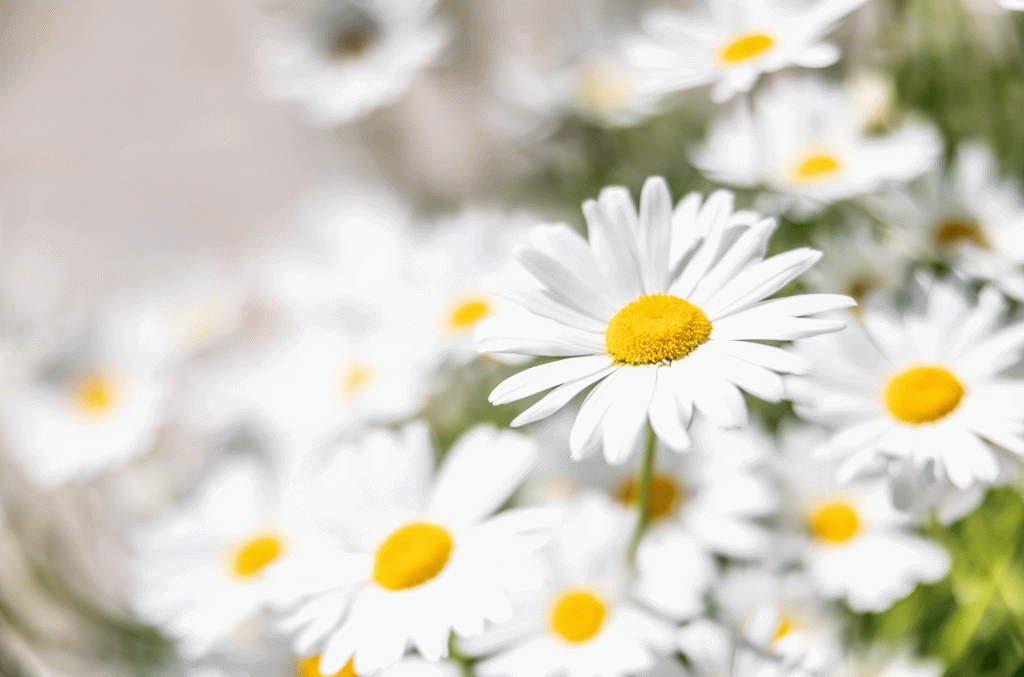 Daisies: The cocktail category you never knew you loved