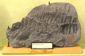 Fossils and Other Exhibits Stolen From German University in Latest Museum Robbery