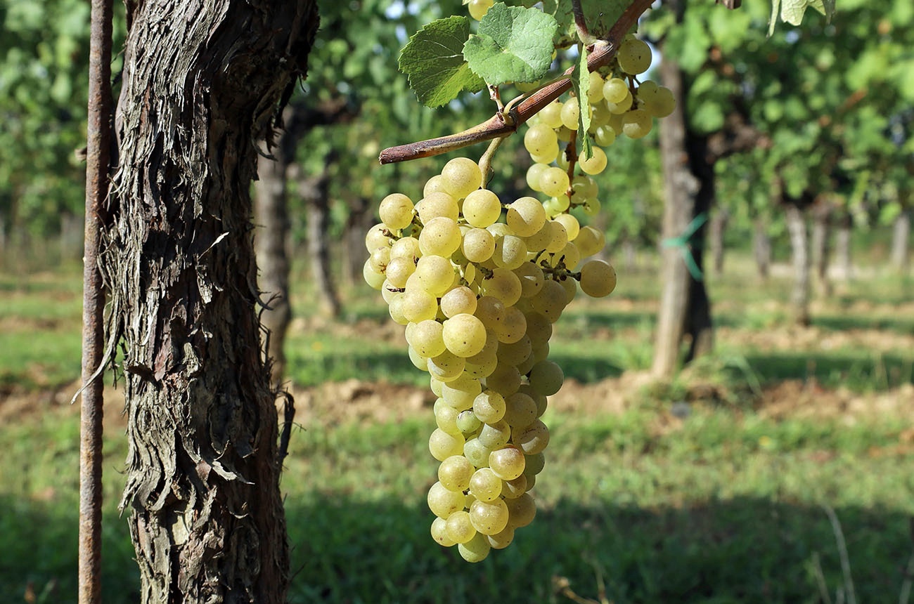 friuliano