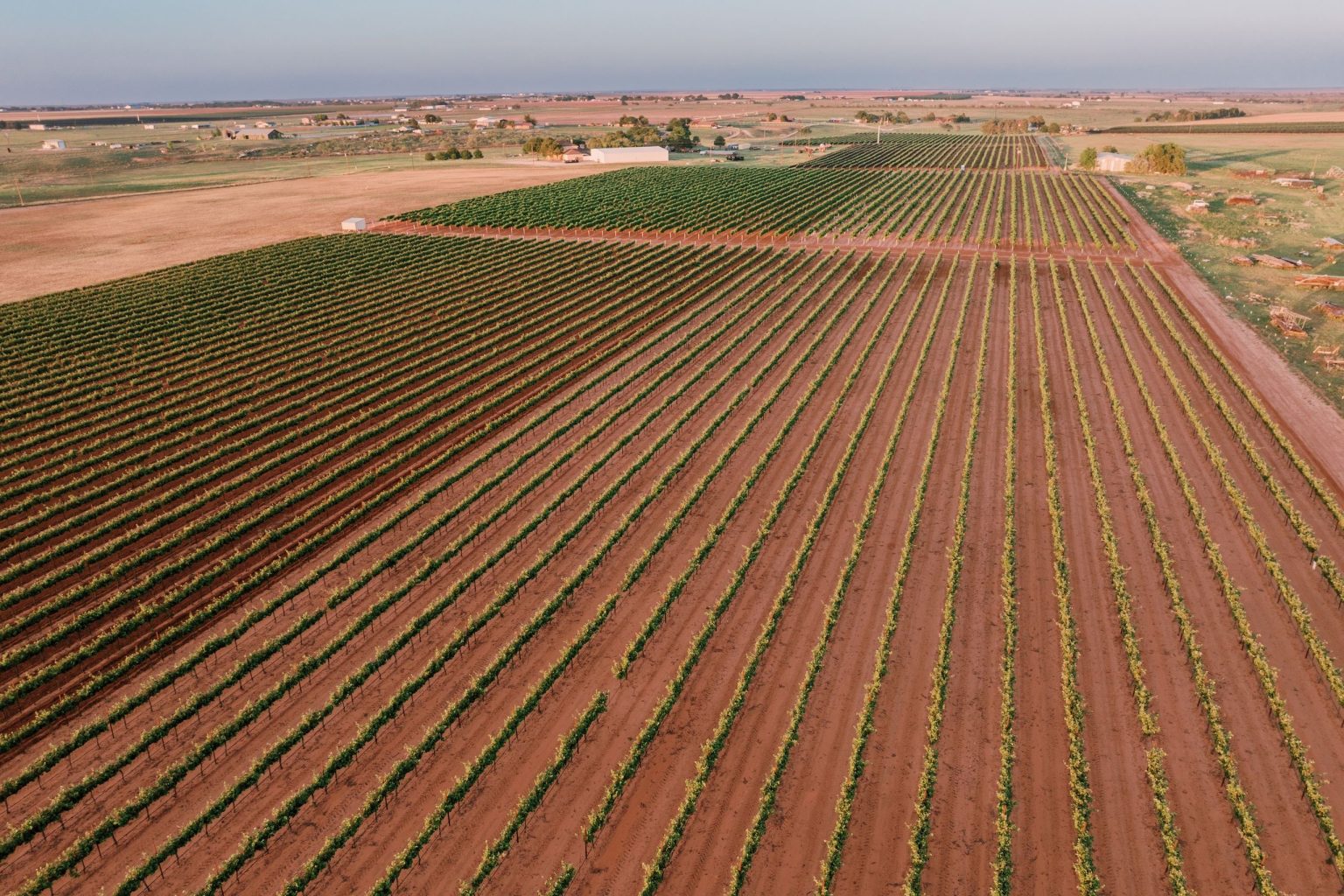 Texas wine’s High Plains reckoning