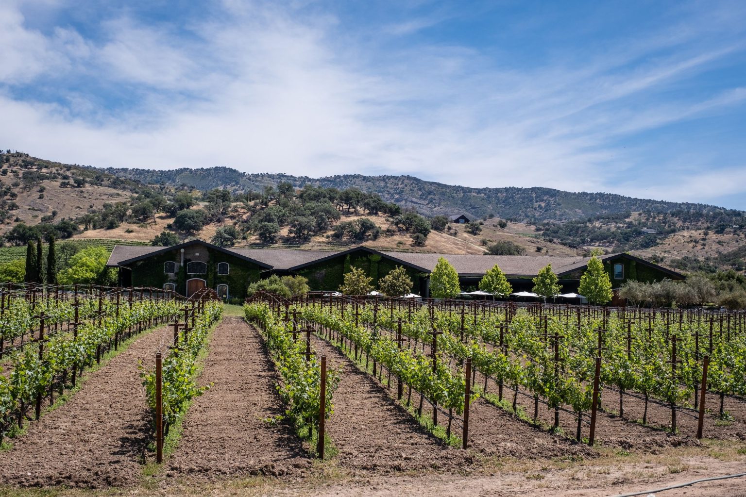 California’s not dreaming: the state’s wines stand with the best at DWWA 2026