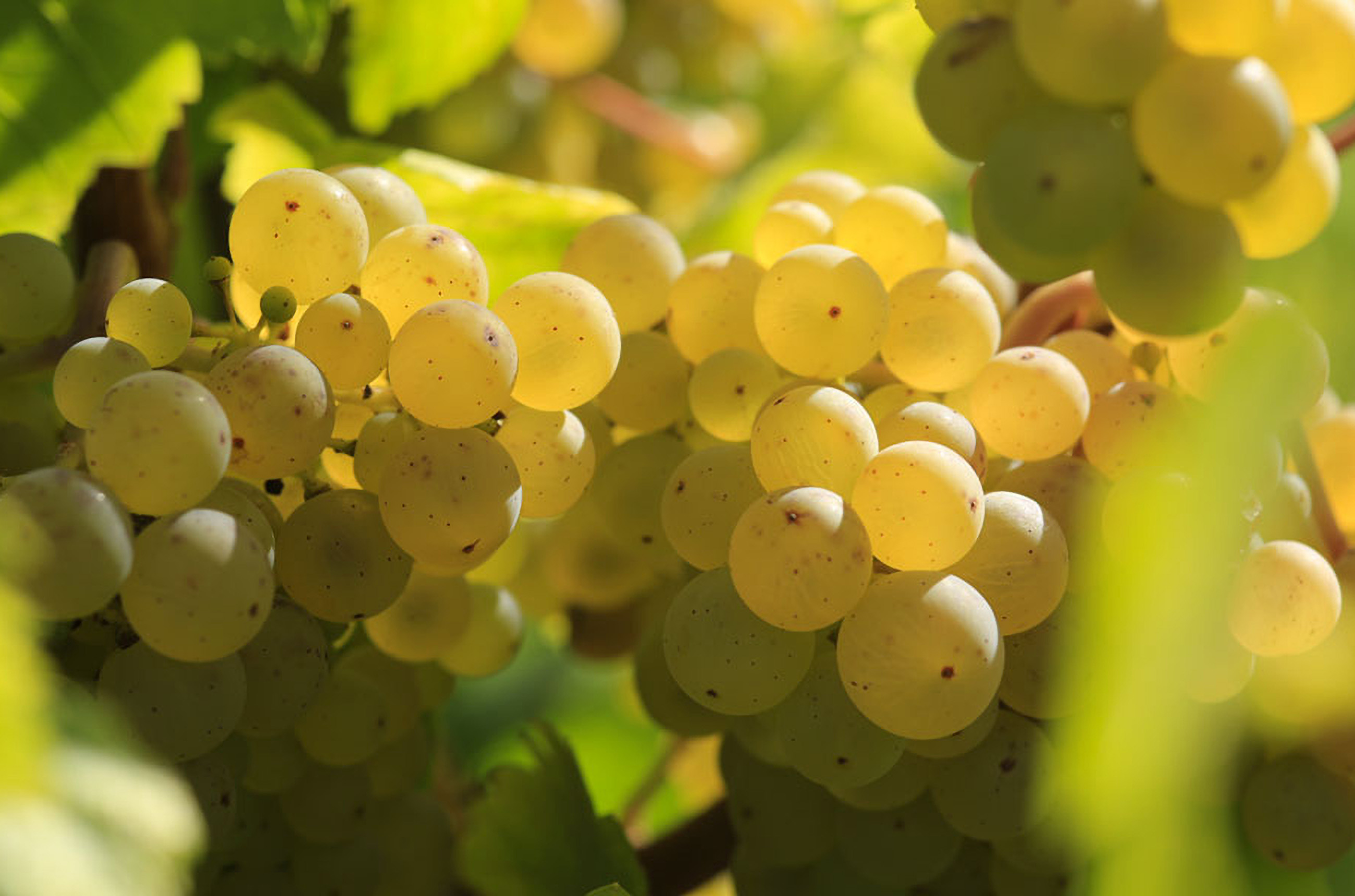 Albana grapes