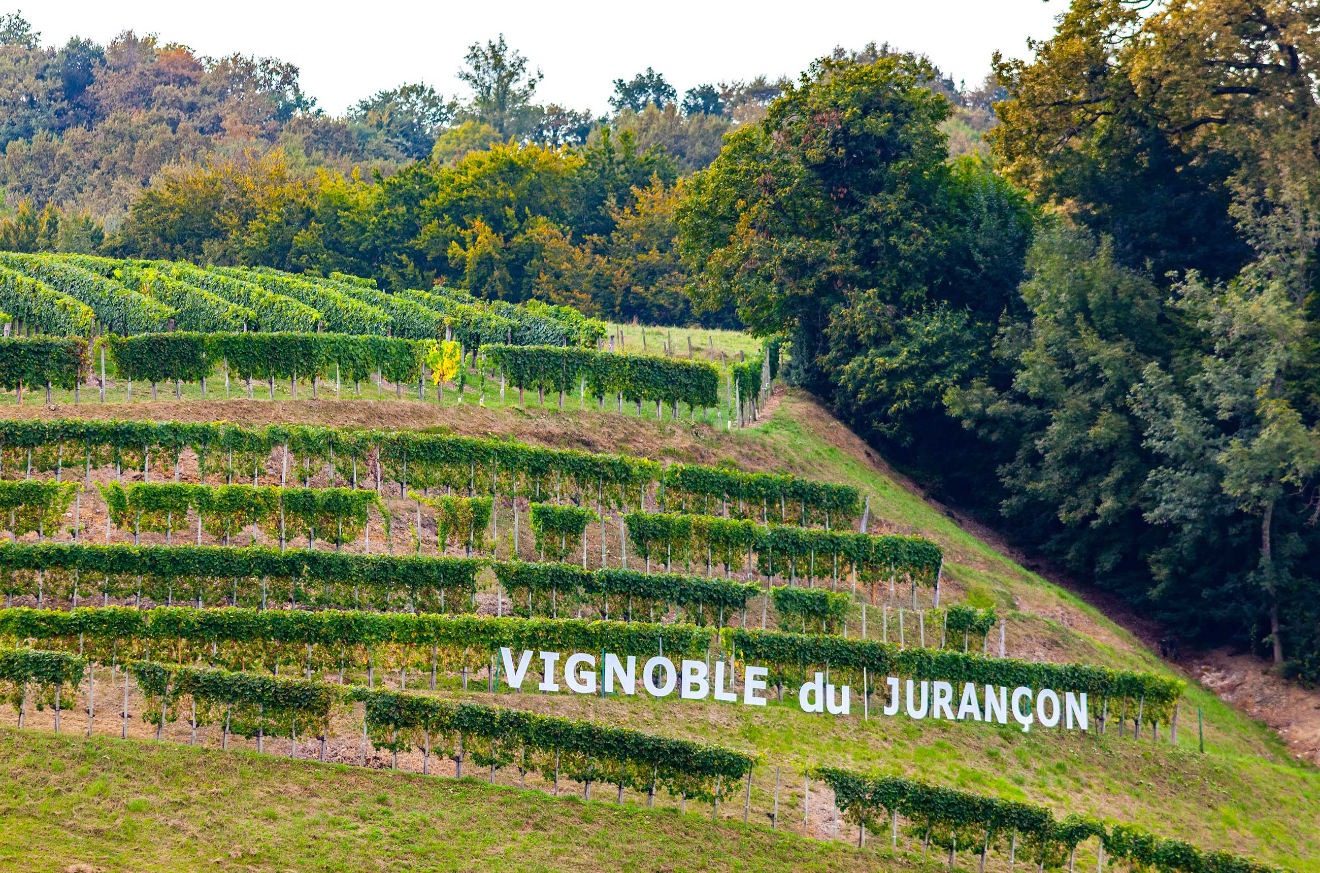 Vineyards of Jurançon