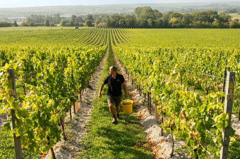 Harvest at Chapel Down