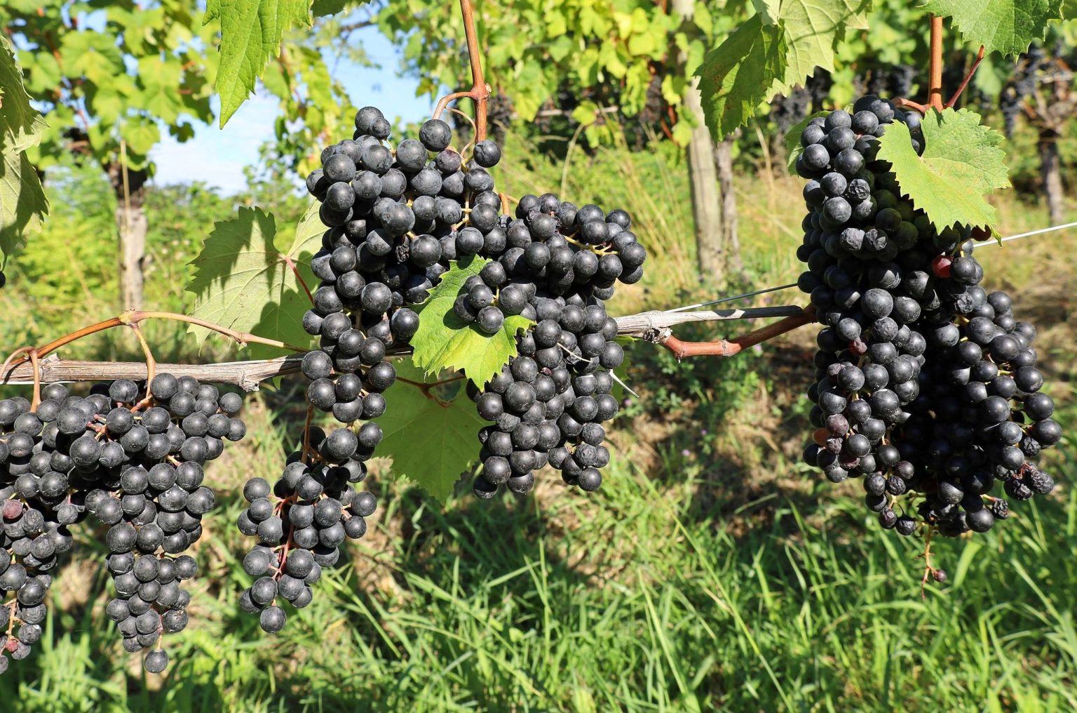 Beyond just whites: Colli Orientali is crafting thrilling reds from Friuli’s native varieties