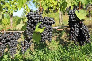 Beyond just whites: Colli Orientali is crafting thrilling reds from Friuli’s native varieties