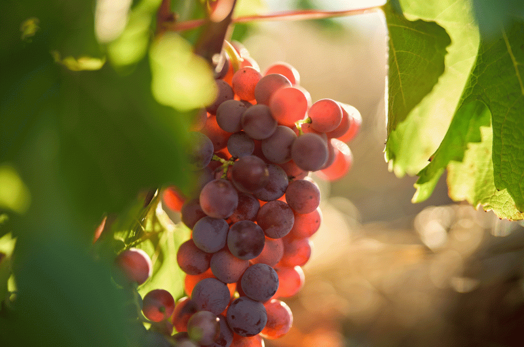 The wine world has a new grape: Sémillon Gris is officially certified as a brand new variety with South African origins