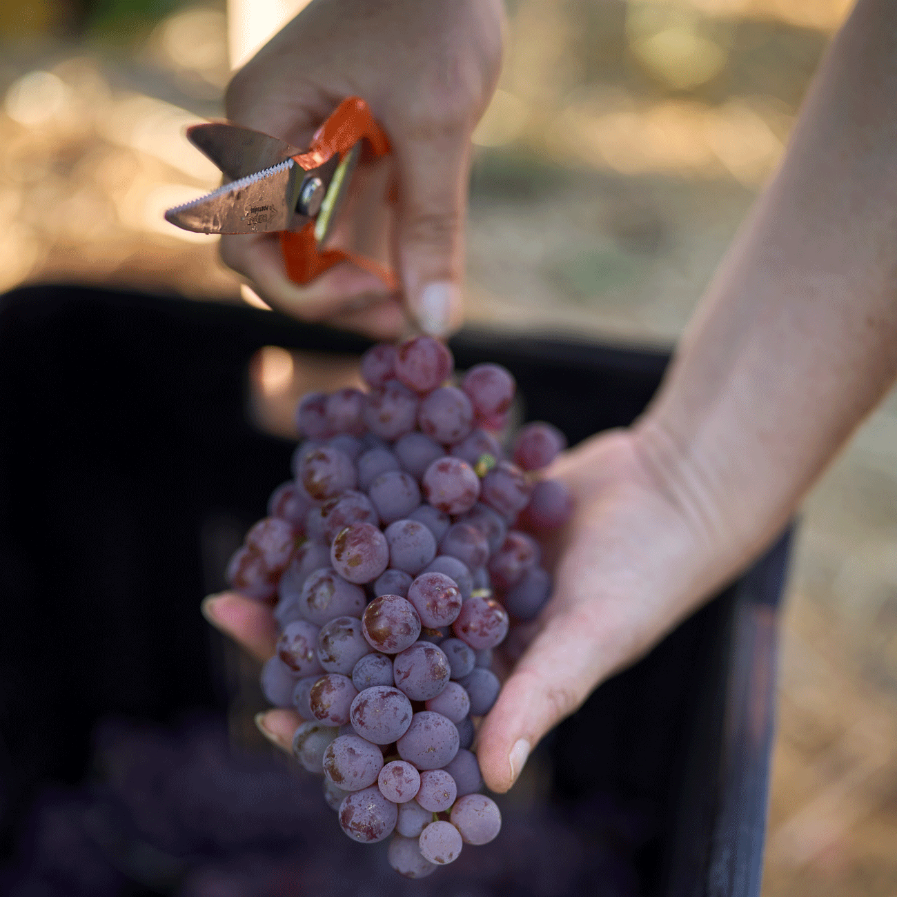 Sémillon Gris grapes