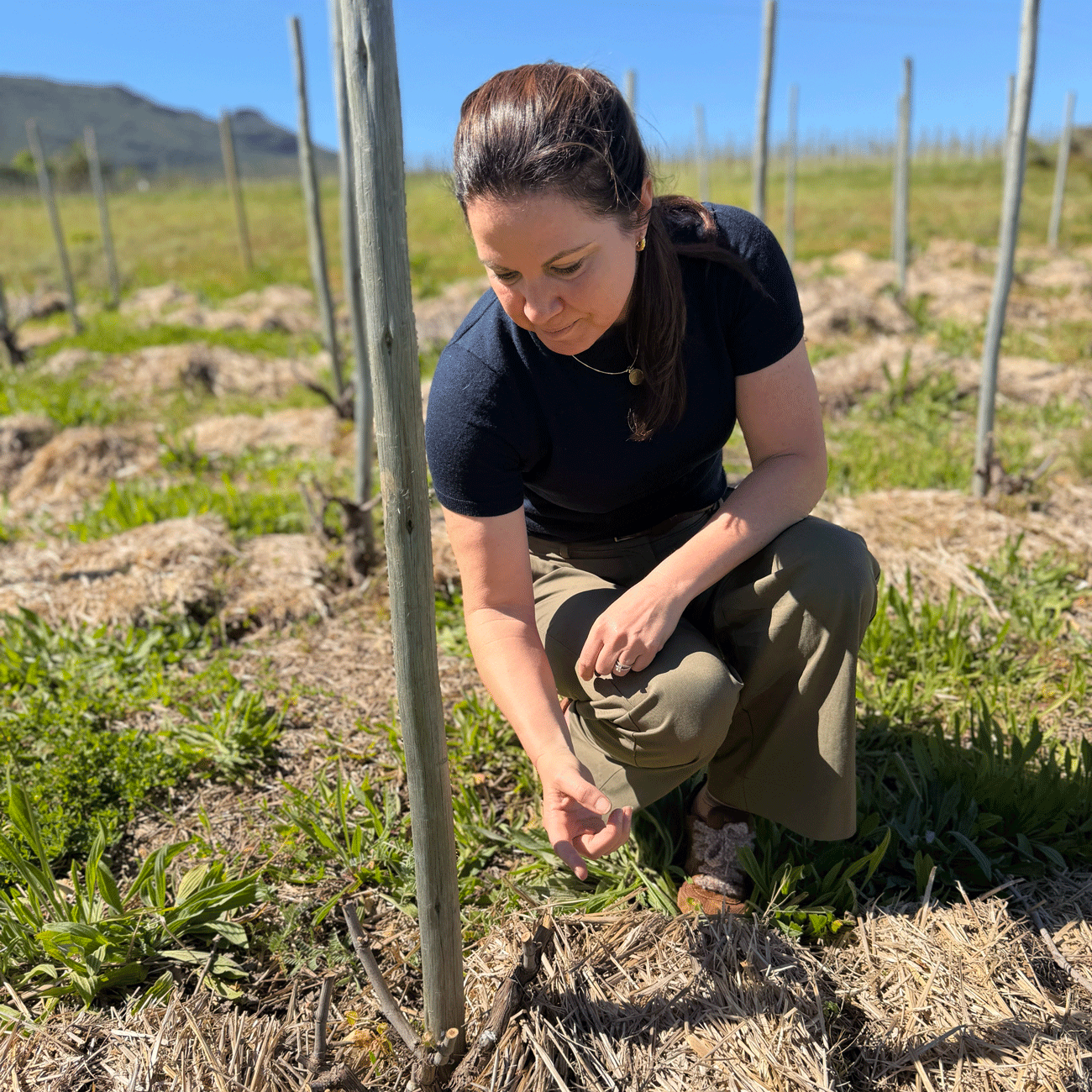 Andrea Mullineux in the Roundstone vineyard in spring