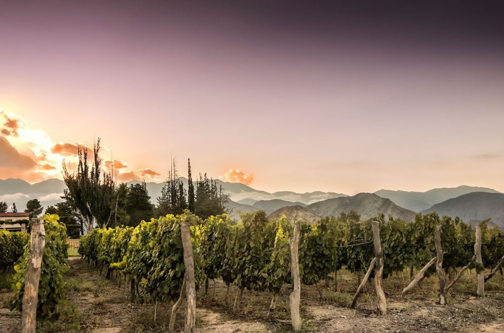 Andrew Jefford: ‘Luján de Cuyo is comforting, nourishing, maternal’