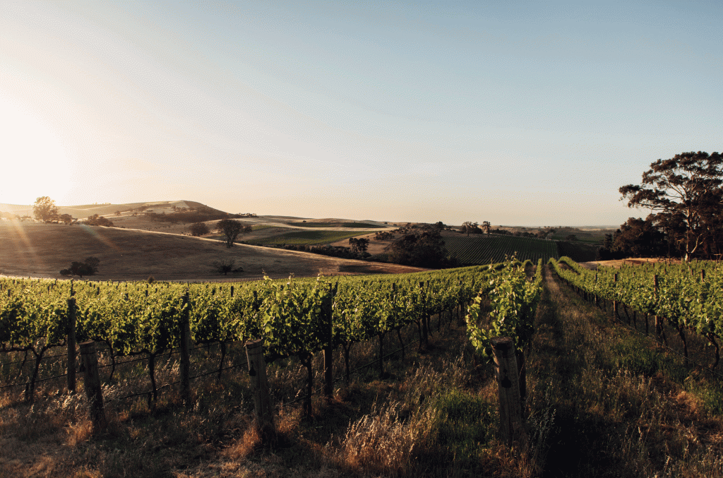 Get to know Clare Valley in six wines