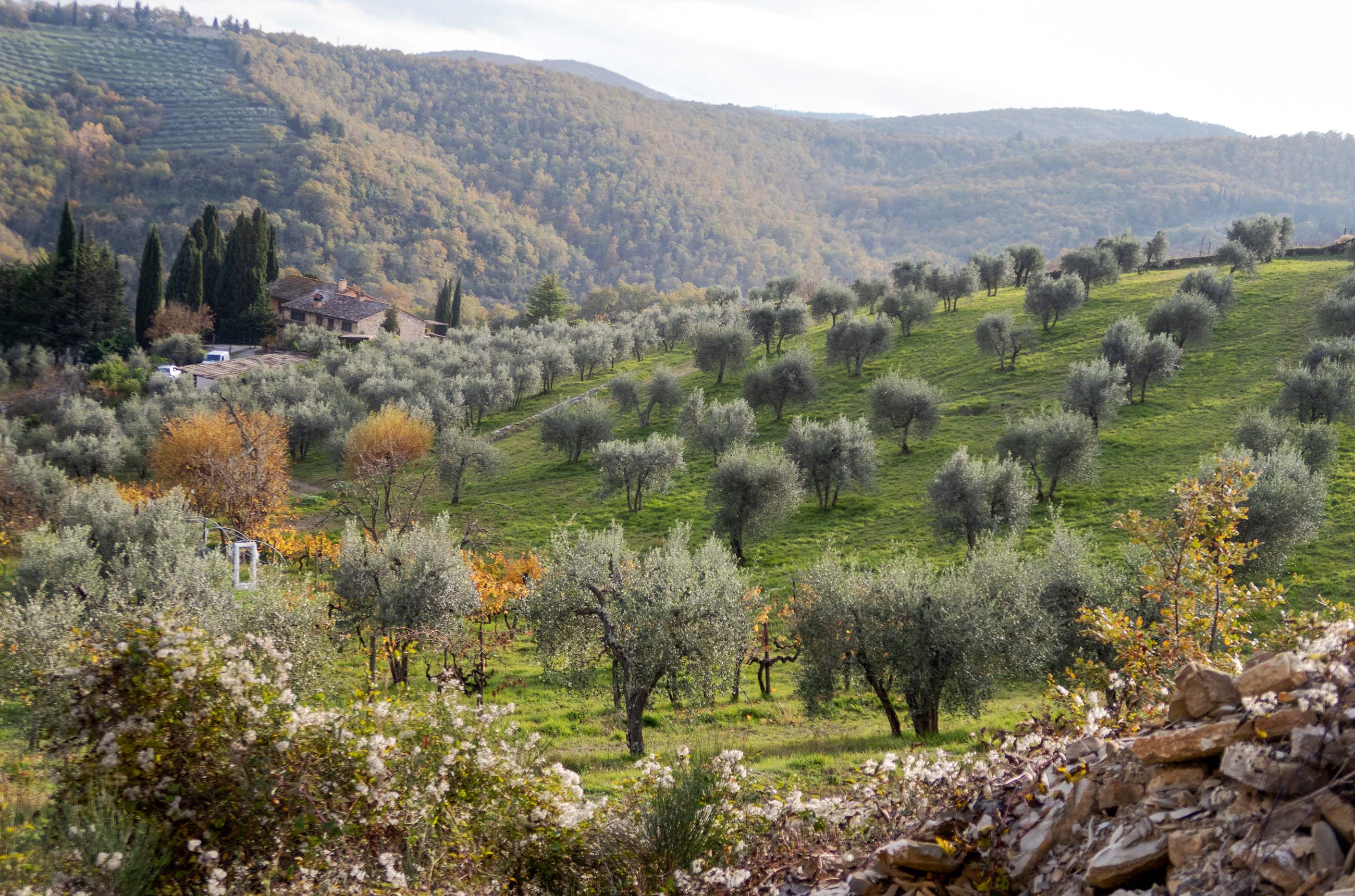Bucciarelli’s Antico Podere Casanova - old vines co-planted with olive trees