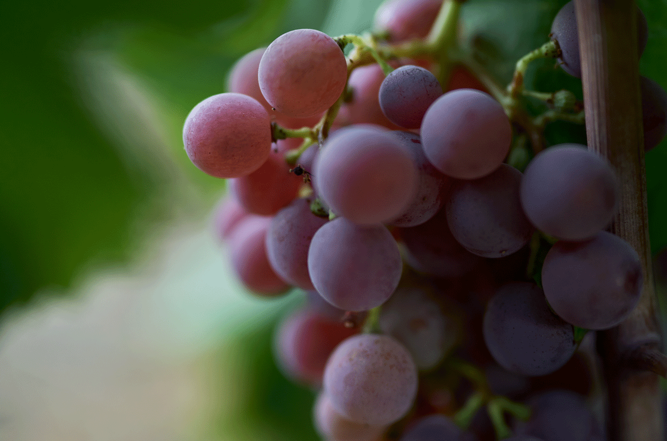 Semillon Gris grapes