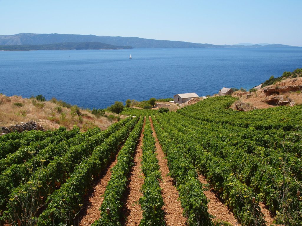 Treasure hunt: Great island wines at DWWA 2026