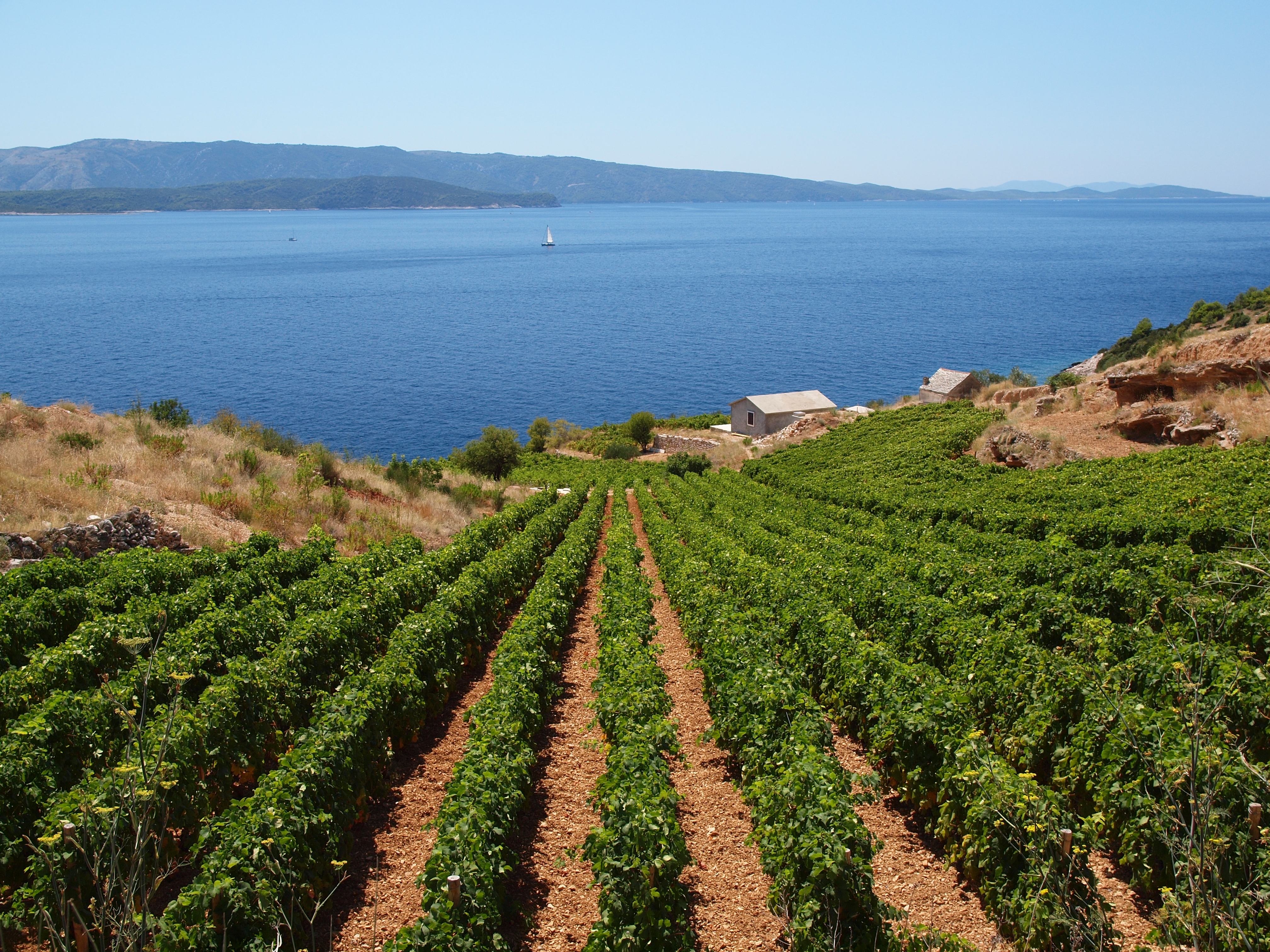 Island Vineyards