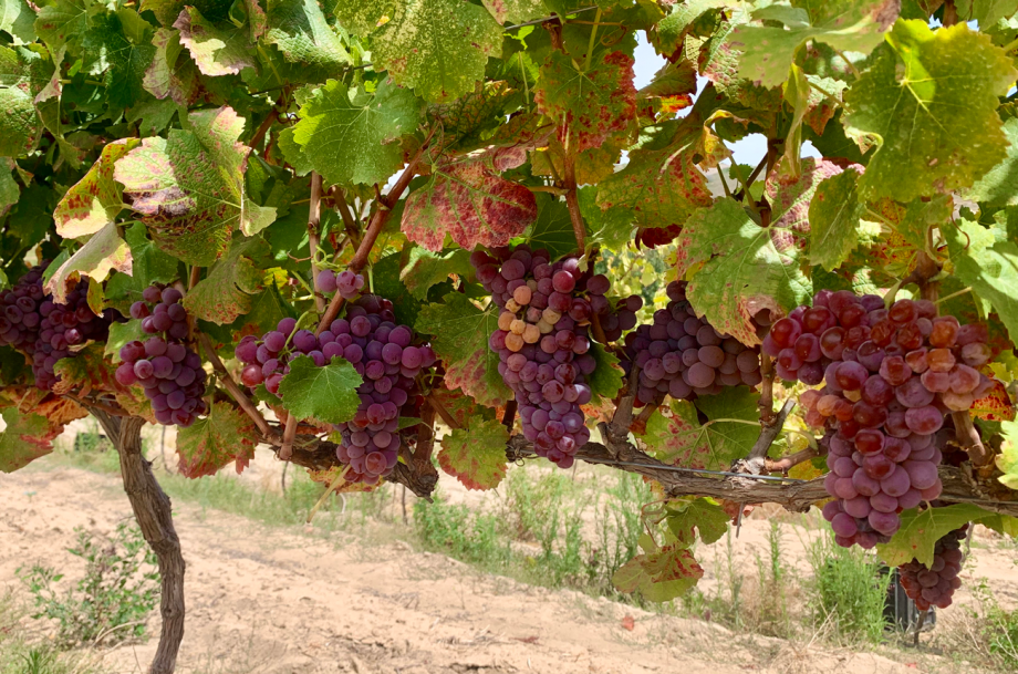 Semillon Gris