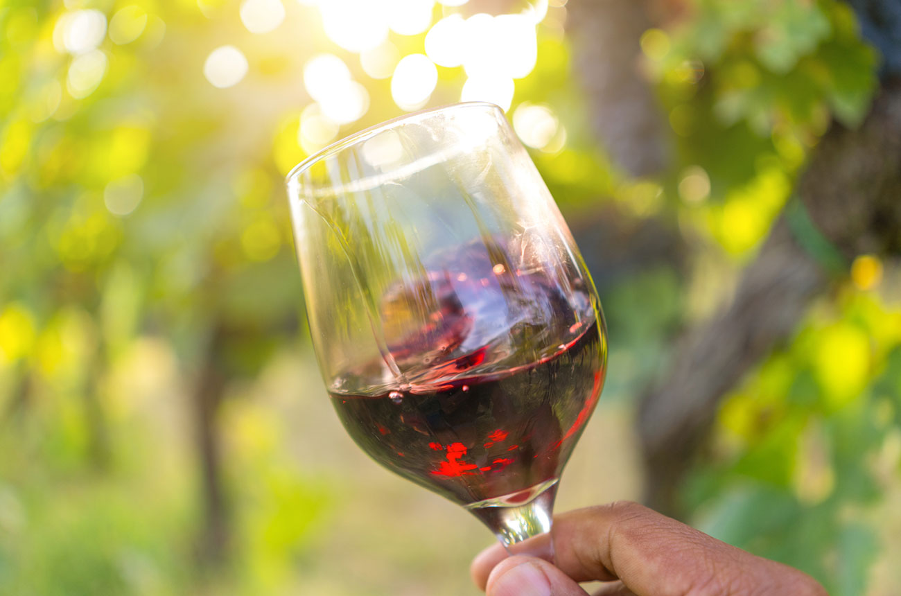 Glass of red wine in the vineyard